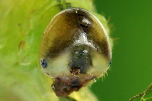 Réf. 313 595 : Arge ustulata