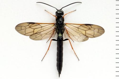 Phylloecus niger