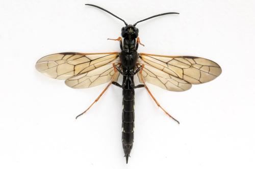 Phylloecus niger