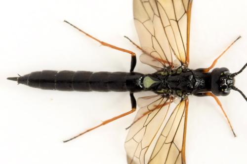 Phylloecus niger