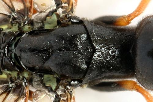 Phylloecus niger
