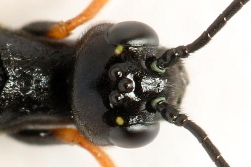 Phylloecus niger