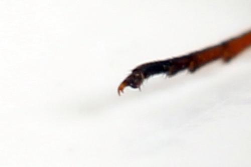Phylloecus niger