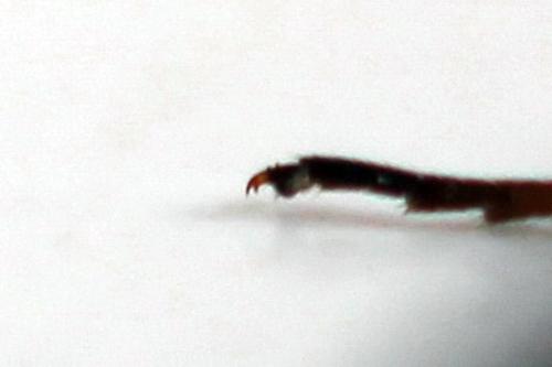 Phylloecus niger