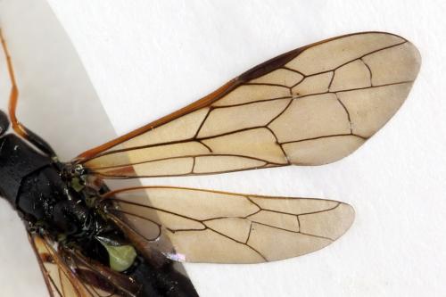 Phylloecus niger