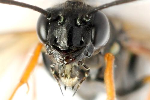 Phylloecus niger