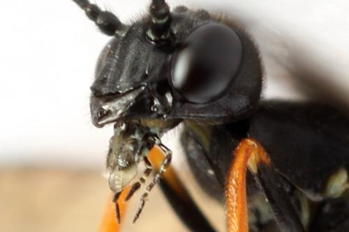 Phylloecus niger
