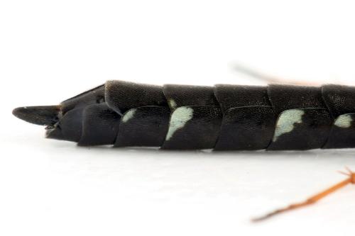 Phylloecus niger