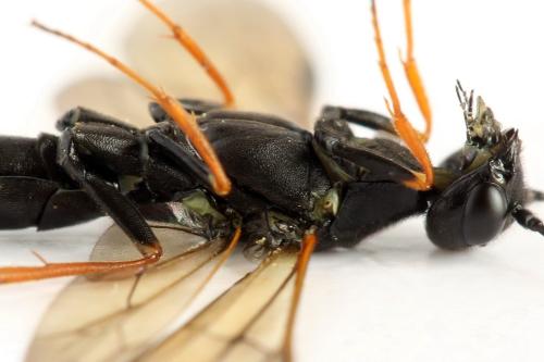 Phylloecus niger