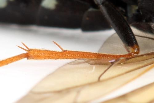 Phylloecus niger