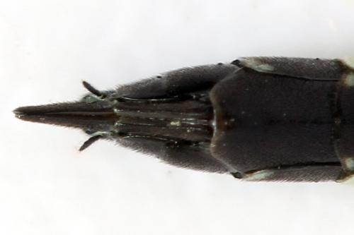 Réf. 313 467 : Phylloecus niger
