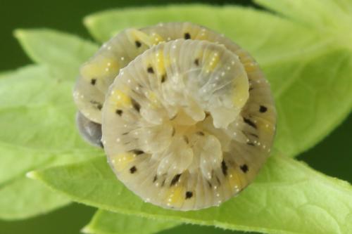 Réf. 313 702 : Tenthredo crassa
