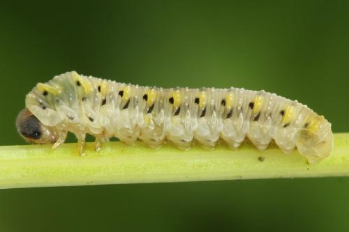 Réf. 313 703 : Tenthredo crassa