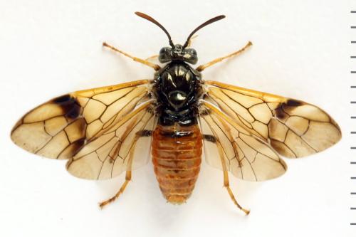 Arge dimidiata