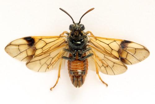 Arge dimidiata