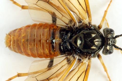 Réf. 313 375 : Arge dimidiata
