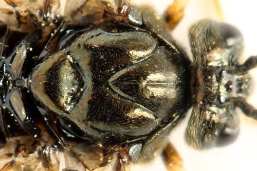 Arge dimidiata