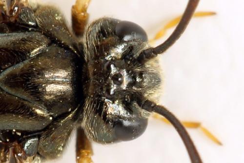 Réf. 313 377 : Arge dimidiata
