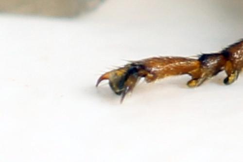 Arge dimidiata