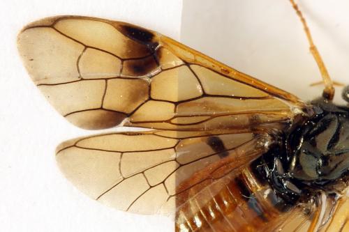 Réf. 313 379 : Arge dimidiata