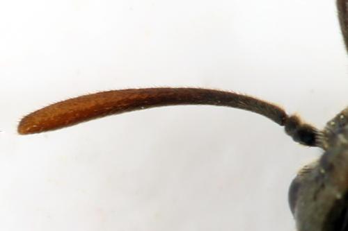 Réf. 313 381 : Arge dimidiata