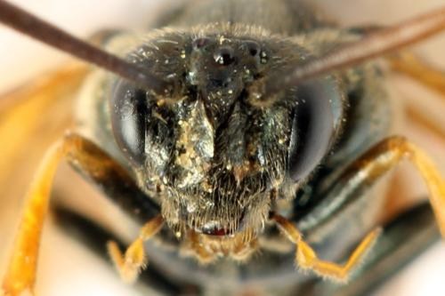 Réf. 313 382 : Arge dimidiata