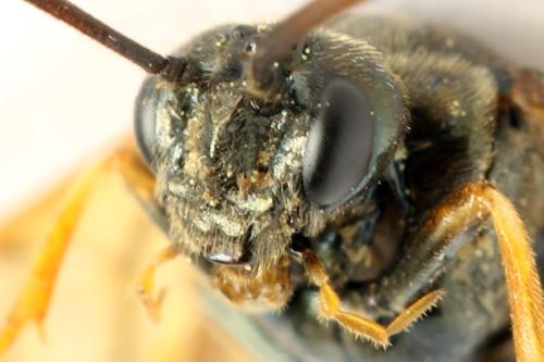 Réf. 313 383 : Arge dimidiata