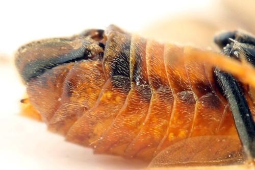 Réf. 313 384 : Arge dimidiata