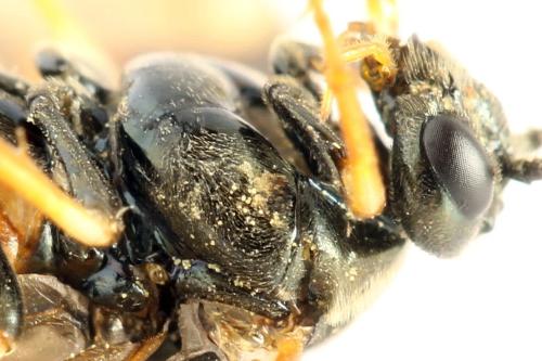 Réf. 313 385 : Arge dimidiata
