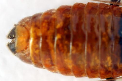 Arge dimidiata