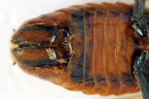 Réf. 313 387 : Arge dimidiata
