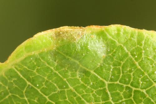 Arge dimidiata