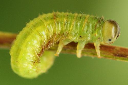 Réf. 313 597 : Arge ustulata