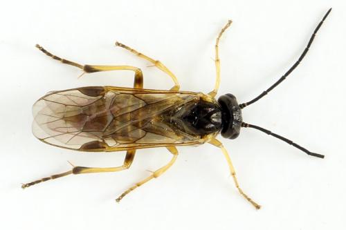 Réf. 313 620 : Euura obducta
