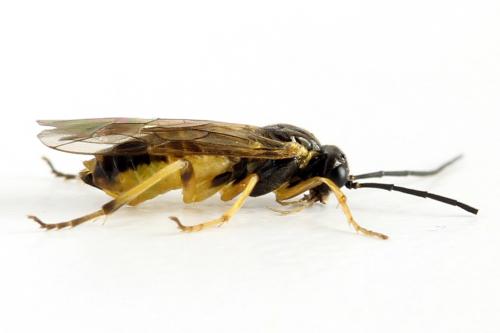 Réf. 313 621 : Euura obducta