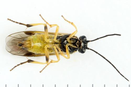 Réf. 313 622 : Euura obducta