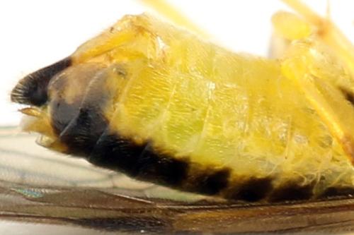 Réf. 313 623 : Euura obducta