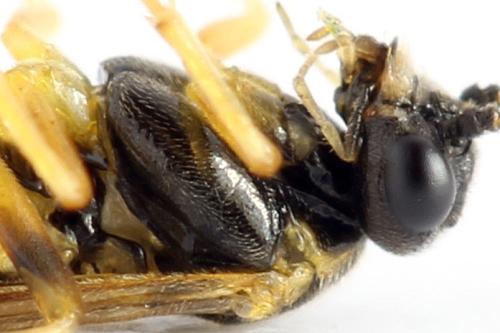 Réf. 313 624 : Euura obducta
