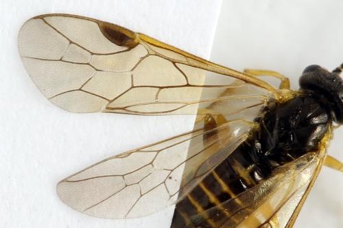 Réf. 313 625 : Euura obducta