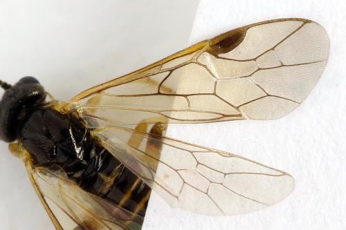 Réf. 313 626 : Euura obducta