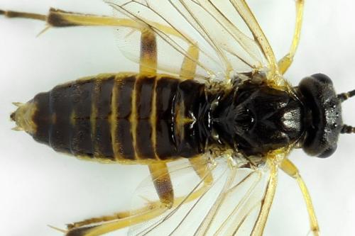 Réf. 313 627 : Euura obducta