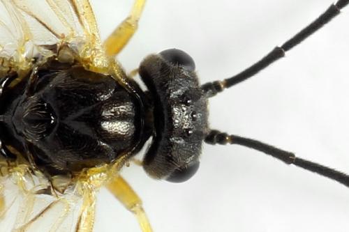 Réf. 313 629 : Euura obducta