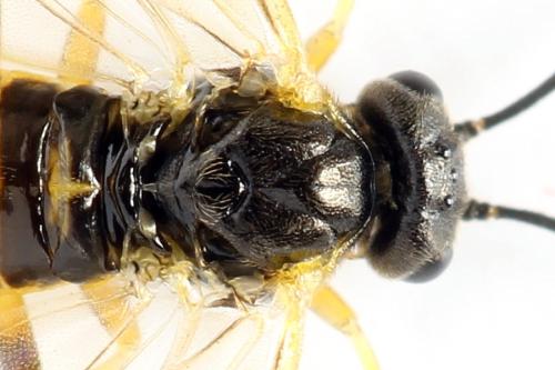Réf. 313 628 : Euura obducta
