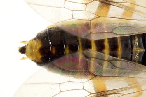 Réf. 313 634 : Euura obducta