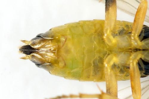 Réf. 313 635 : Euura obducta