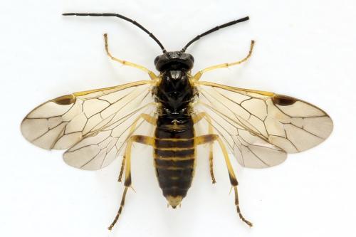 Réf. 313 632 : Euura obducta