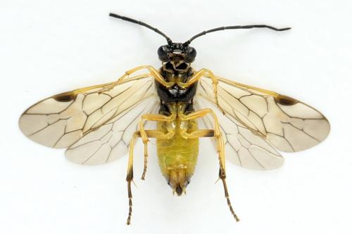 Réf. 313 633 : Euura obducta