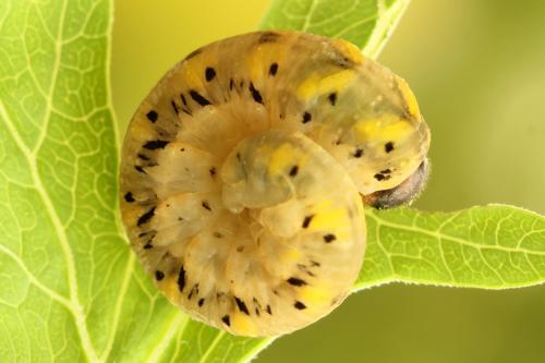 Réf. 313 705 : Tenthredo crassa