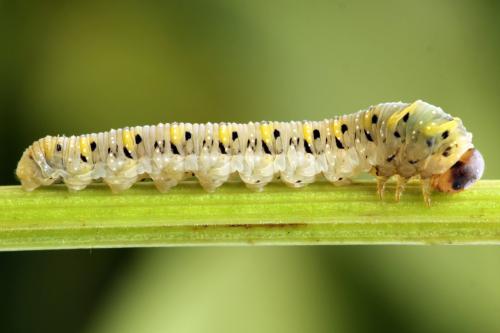 Réf. 313 709 : Tenthredo crassa
