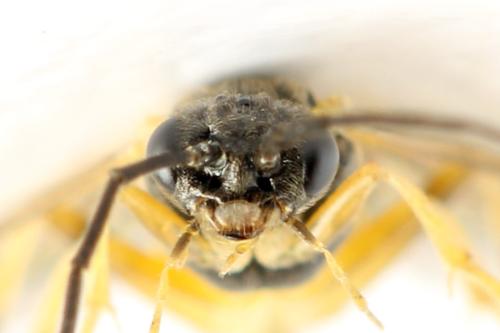 Réf. 313 630 : Euura obducta